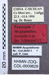 Etikett zu Priopus angustus (Fleutiaux, 1934)